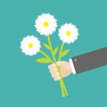 Businessman hand holding bouquet of white daisy chamomile marguerite camomile flowers. Flat design. Green background. Isolated. Royalty Free Stock Photo