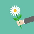 Businessman hand holding white daisy flower. Giving gift concept. Royalty Free Stock Photo