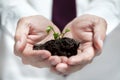 Businessman hands holding green tree. Ecology concept Royalty Free Stock Photo