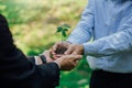 Businessman hands holding young plant.World environment day. Global community teamwork.Volunteer charity work.Green business Royalty Free Stock Photo