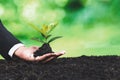 Businessman hold young seedling on fertile soil for forest regeneration. Alter Royalty Free Stock Photo