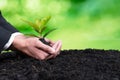 Businessman hold young seedling on fertile soil for forest regeneration. Alter Royalty Free Stock Photo