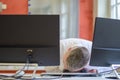 Businessman sitting slumped over his desk in office Royalty Free Stock Photo