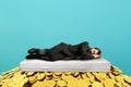 Businessman sleeps serene over a pile of golden coins. concept of wealth and good investment