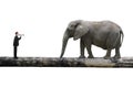 Businessman using speaker yelling at elephant on single wooden b Royalty Free Stock Photo