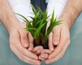 Businesspeople holding plant in cupped hands