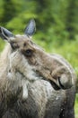 Businesswoman in moose country