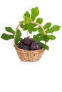 Busket of fresh figs with leaves on white