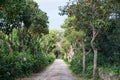Buskett Gardens, Malta Royalty Free Stock Photo