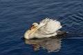 Busking male mute swan(Cygnus) Royalty Free Stock Photo