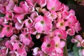 Bushels of pink flowers Royalty Free Stock Photo