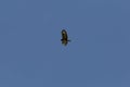 bussard flying on blue sky