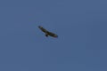 bussard flying on blue sky