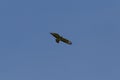 bussard flying on blue sky