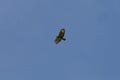 bussard flying on blue sky