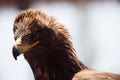 Bussard portrait golden eagle griffin head Royalty Free Stock Photo