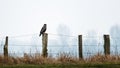 Bussard on wooden fence post