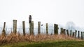 Bussard on wooden fence post