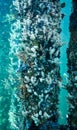 Busselton Jetty Artificial Reef Royalty Free Stock Photo