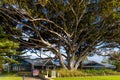 The Busselton Foreshore consists of Clubs, Restaurants, playgrounds and large trees