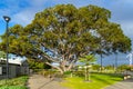 The Busselton Foreshore consists of Clubs, Restaurants, playgrounds and large trees