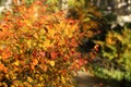 Bust with colorful leaves. Autumnal city park on a sunny day. Autumn mood scene. Selective focus photography. Bright fall