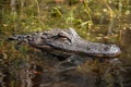 Alligator Bust Royalty Free Stock Photo