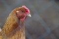 Bust portrait of a red hen in close - up