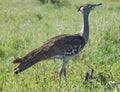 Bustard Royalty Free Stock Photo