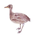 Bustard female realistic watercolor art