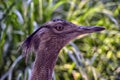 Bustard Royalty Free Stock Photo