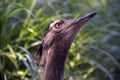 Bustard Royalty Free Stock Photo