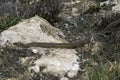 The bustard snake (Zamenis scalaris). Non-venomous snake of the family wrath-snake, subfamily Colubrinae.