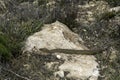 The bustard snake (Zamenis scalaris). Non-venomous snake of the family wrath-snake, subfamily Colubrinae.