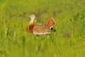 Bustards in the field of cereals Royalty Free Stock Photo