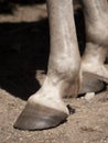 Vertical view of the hoofs of barefoot white horse.