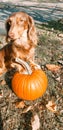 Buster and his pumpkin