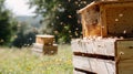 Bustling beehive with bees actively buzzing around colorful spring flowers in full bloom