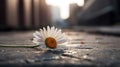 Ai Generative Daisy flower on the cement floor in the city. Shallow depth of field