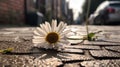 Ai Generative Daisy flower on the cement floor in the city. Shallow depth of field