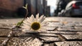 Ai Generative Daisy flower on the cement floor in the city. Shallow depth of field