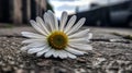 Ai Generative Daisy flower on the cement floor in the city. Shallow depth of field