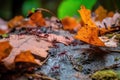 busy ant colony in fallen leaves, with insects scurrying about