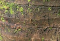 Busy Ants Climbing on the Rough Coconut Tree Trunk, Countryside of Thailand