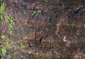 Busy Ants Climbing on the Rough Dark Brown Coconut Tree Trunk