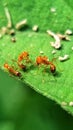 The busy ants on the green leaf