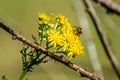 Busy as a bee Royalty Free Stock Photo