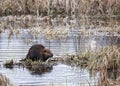 Busy beaver Royalty Free Stock Photo