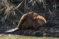 Busy Beaver on the Side of the River Royalty Free Stock Photo