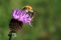 Busy bee Royalty Free Stock Photo